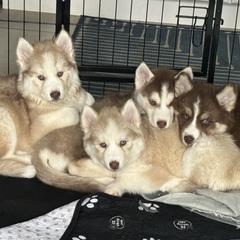 Siberian Husky Puppies from Young Orchard Siberians