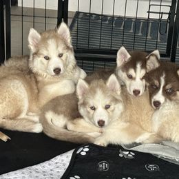 Siberian Husky Puppies from Young Orchard Siberians