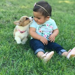 Cardigan Welsh Corgis and Pembroke Welsh Corgis from ArmnalegRanch