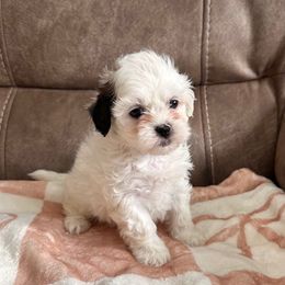Red Female - Black and white female Shihpoo puppy in Asheboro, North Carolina from Southern Bred Pups