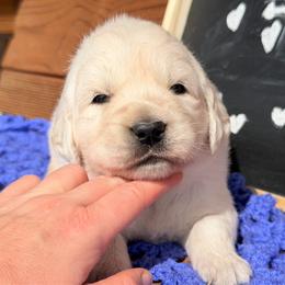 Tundra - Light golden male Golden Retriever puppy in Doniphan, Missouri from Stockford’s Golden Retrievers