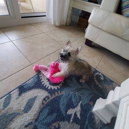 Cairn Terrier Puppies from Ferguson's Cairn Terriers
