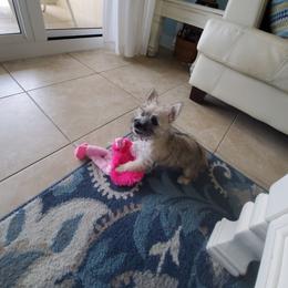 Cairn Terrier Puppies from Ferguson's Cairn Terriers