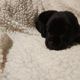 Theodore - Black male Labrador Retriever puppy in Davenport, Washington from LynnDee's Kennel