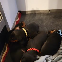 Doberman Pinscher Puppies from Gordon Farms Dobermans