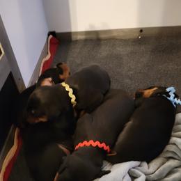 Doberman Pinscher Puppies from Gordon Farms Dobermans
