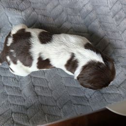 Girl 2 - Brown and gray female Wirehaired Pointing Griffon puppy in Rancho Cordova, California from American River Wirehaired Pointing Griffons