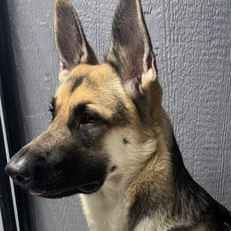 Mia - German Shepherd