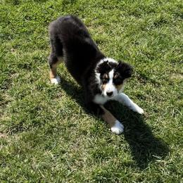 Feather - Black tri-color female Australian Shepherd puppy in Paris, Kentucky from Silverstone Kennel