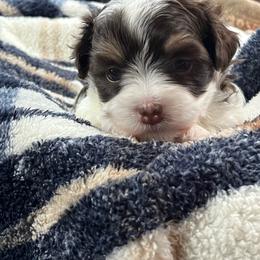 Cecilia - White female Havanese puppy in Starr, South Carolina from Home with Havanese