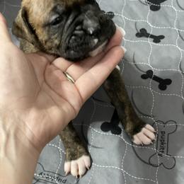 Boxer Puppies from Caprock Boxers