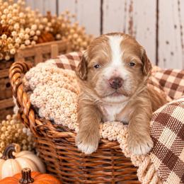 Gravy - Red  male Goldendoodle puppy in Atwood, Oklahoma from Luxe Doodle Haven