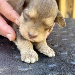 Bernedoodle, Double Doodle, and Saint Berdoodle Puppies from Remington Kennels, LLC