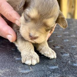 Bernedoodle, Double Doodle, and Saint Berdoodle Puppies from Remington Kennels, LLC