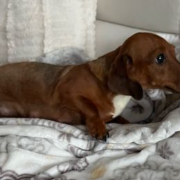 Peanut - Dachshund