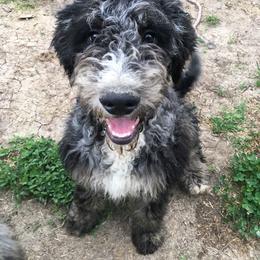 Cosmos - male Australian Mountain Doodle puppy in Blairstown, Missouri from Shepherd Hill Doodles