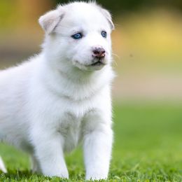 Siberian Husky Puppies from Lilbearshuskies
