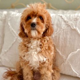 Clairee - Cavapoo