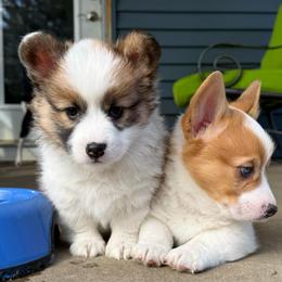 Mocha - Black and tan female Pembroke Welsh Corgi puppy in Grand Rapids, Michigan from Corgi Love Tales
