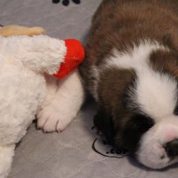 Saint Bernard Puppies from Thunder Keg St. Bernards