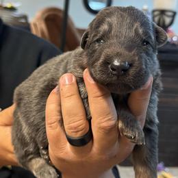 Summit - Blue male German Shepherd puppy in Barnhart, Missouri from Combat Creek German Shepherds