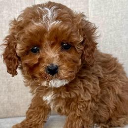 Flo - Red female Cavapoo puppy in Mona, Utah from Hearts Full of Puppies