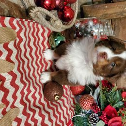 Miniature Australian Shepherd Puppies from Star B Cattle and Aussies