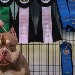 American Bullies from Solidified Midwest Bullies