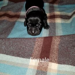 Labrador Retriever Puppies from Copper Creek Outfitters and Kennel