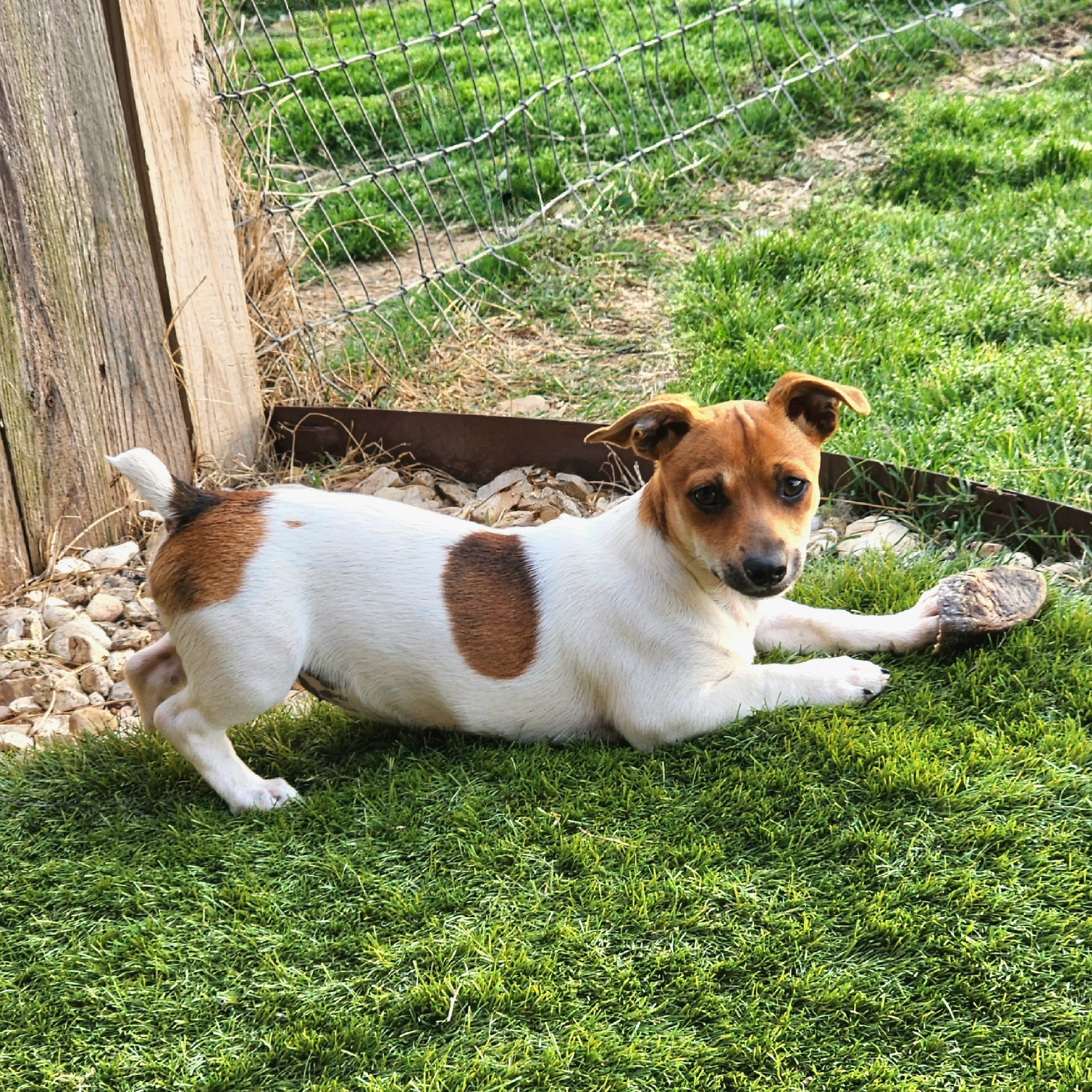 Teddy Roosevelt Terrier Puppies from Travelin' Man Terriers
