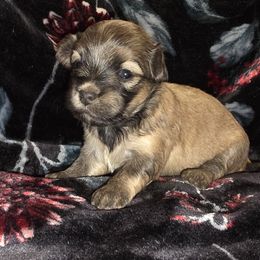 Autumn - Fawn sable female Havanese puppy in Deer Park, Washington from Mt. Top Havanese