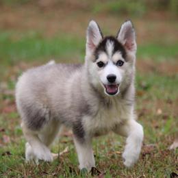 Pikachu - Black and white male Pomsky puppy in Junction City, Ohio from JC Pups