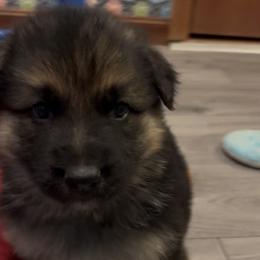 B-2 - Black and tan male German Shepherd puppy in Yuba City, California from Barton’s German Shepherds