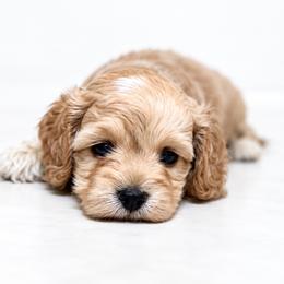 Cavapoo and Cockapoo Puppies from The Barkery