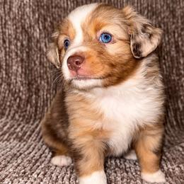 Clover - Red merle female Miniature Australian Shepherd puppy in Pinnacle, North Carolina from Higher Elevations Mini Aussies
