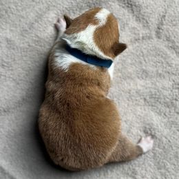 Sally - Sable female Pembroke Welsh Corgi puppy in Jefferson, Pennsylvania from Willis Farm