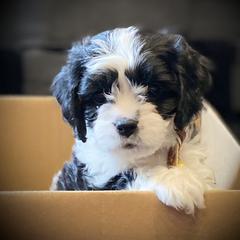 Cavachon, Cavalier King Charles Spaniel, and Cavapoo Puppies from Cavachon Love