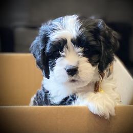 Cavachon, Cavalier King Charles Spaniel, and Cavapoo Puppies from Cavachon Love