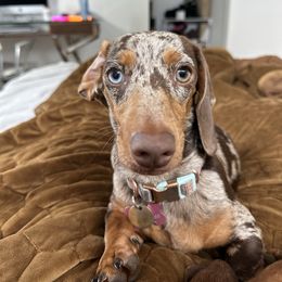 Dachshund Puppies from Harrison Farm