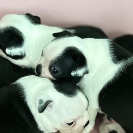 Girl 3 - Black brindle and white female Boston Terrier puppy in Ellicott City, Maryland from Thee Puppy Lady🐾