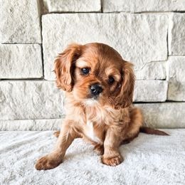 Girl 2 - Ruby female Cavalier King Charles Spaniel puppy in Highland, Utah from Furever Cavaliers