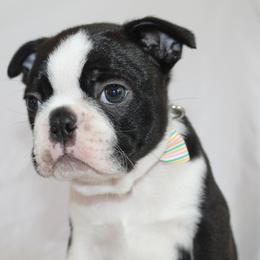 Simba - Black brindle and white male Boston Terrier puppy in Brooksville, Florida from I Love Pups
