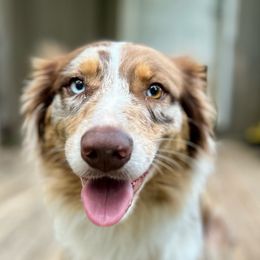 Cola - Australian Shepherd