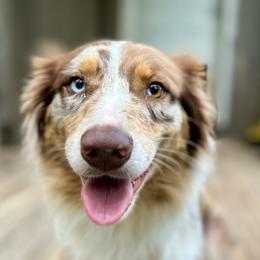 Cola - Australian Shepherd