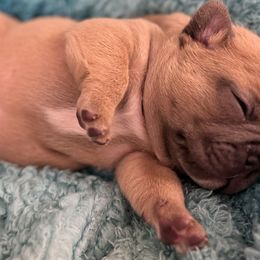 French Bulldog Puppies from Jessie's Frenchies