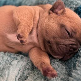French Bulldog Puppies from Jessie's Frenchies