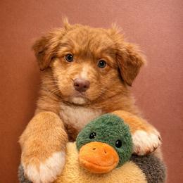 Today - Red male Nova Scotia Duck Tolling Retriever puppy in Albany, New York from Sardonyx Canines