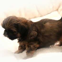 Shih Tzu Puppies from DHDoggs Shih Tzu
