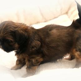 Shih Tzu Puppies from DHDoggs Shih Tzu