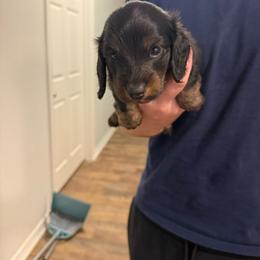 Derby - Black and tan male Dachshund puppy in Celina, Texas from Oak Bridge Farm